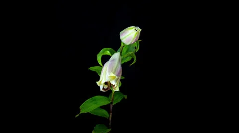 Light yellow and red lily blooming timelapse Stock Footage 23984341