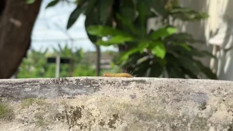 A light yellow caterpillar walks in a cement pot on the front fence of the house Stock Footage 322978519
