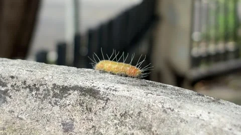 A light yellow caterpillar walks in a cement pot on the front fence of the house Stock Footage 322978536
