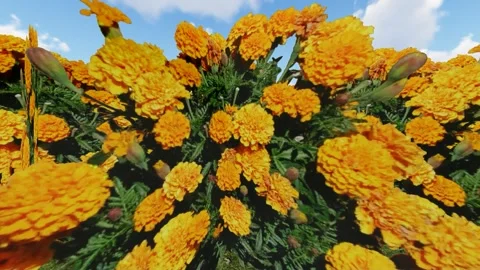 Light Yellow Color Flower Stock-Footage 340562551