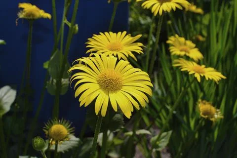Light yellow daisies Stock Photos
