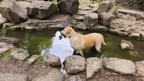 A light yellow labrador retriever dog stands in a shallow stream water.  Vídeo Stock 338238299