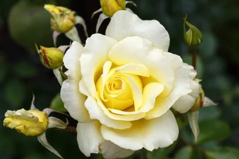 Light yellow Large-Flowered Climber rose in garden, floral natural vintage Stock Photos