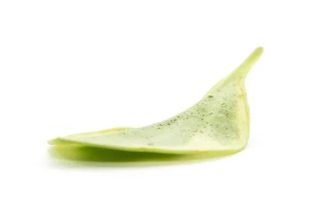 Light yellow leaf with green pattern back texture Stock Photos