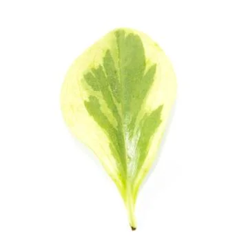 Light yellow leaf with green pattern Foto stock
