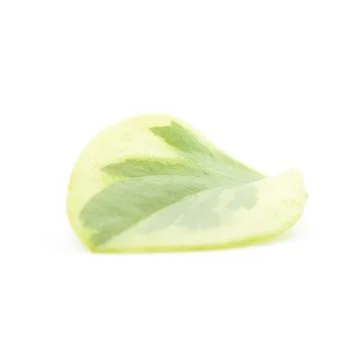 Light yellow leaf with green pattern top form Stock Photos