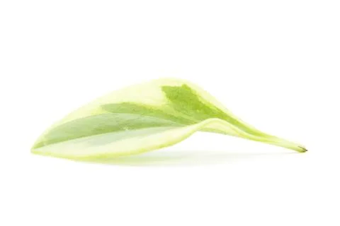 Light yellow leaf with green pattern side shape Stock Photos