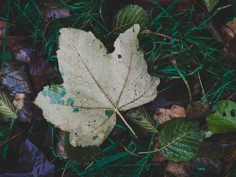 Light Yellow Maple Leaf with Raindrops on Green Grass in Autumn Stock Photos
