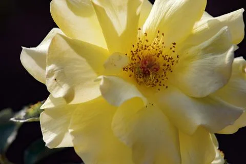 A light yellow Tea Rose Stock-Fotos