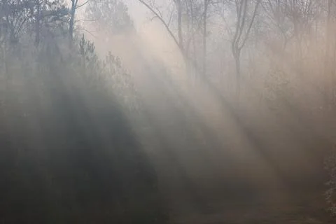LightBeamsinFog Stock Photos