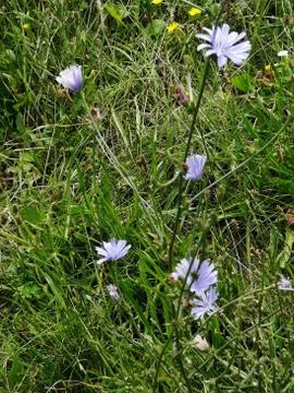 Lightblue  wildflower Stock Photos