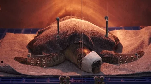 Lightbox for animals used to control the temperature of the sea turtles Stock Footage 123396253