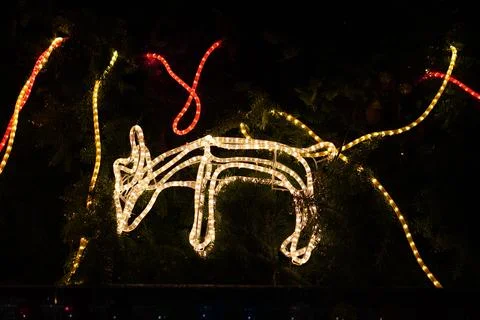 A lighted animal is on a tree Stock Photos