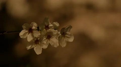 Lighted branch of a cherry tree - blured background Stock Footage 48706135
