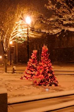 Lighted Christmas trees Stock Photos