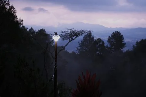 A lighted lamp post is in the middle of a forest Stock Photos