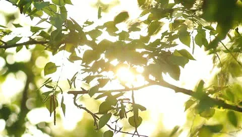 The lighted by sun branches and leaves, spring, sunset (sunrise) Vidéo 10915392