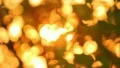The lighted by sun branches and leaves, spring, sunset (sunrise) HD Footage