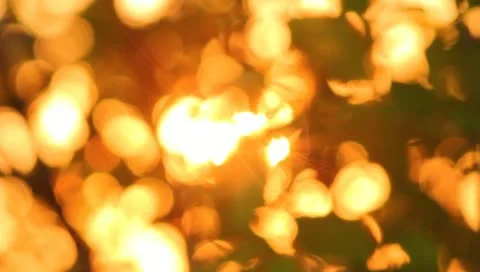 The lighted by sun branches and leaves, spring, sunset (sunrise) Stock Footage 10918787