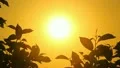 The lighted by sun branches and leaves, spring, sunset (sunrise) HD Footage
