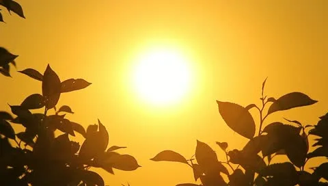 The lighted by sun branches and leaves, spring, sunset (sunrise) Stock Footage 10918828