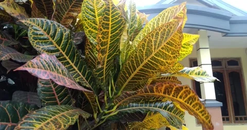 Lighted with sunlight croton leaf in the wind. Leaves of croton tree Codiaeum na Stock Footage 163099641