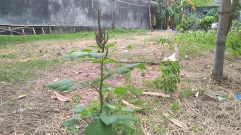 Lighted with sunlight green leaf in the wind. Green leaaves on the garden. Stock Footage 162628297