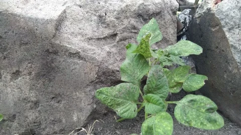 Lighted with sunlight green leaf in the wind. Green leaaves on the garden. Stock Footage 162629017