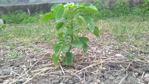 Lighted with sunlight green leaf in the wind. Green leaaves on the garden. Stock Footage 163099057