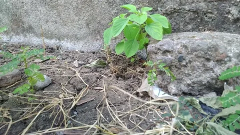 Lighted with sunlight green leaf in the wind. Green leaaves on the garden. Stock Footage 163099091