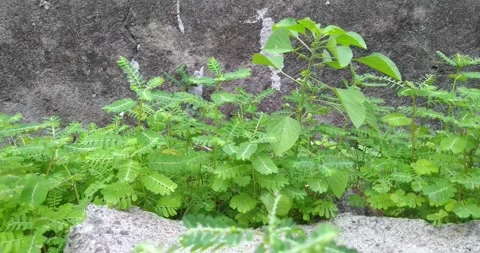 Lighted with sunlight green leaf in the wind. Green leaaves on the garden. Stock Footage 163099304