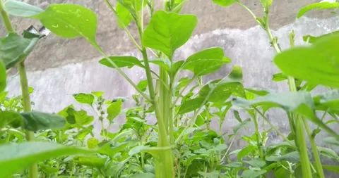 Lighted with sunlight green leaf in the wind. Green leaaves on the garden. Stock Footage 163099587