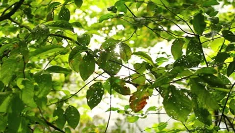 The lighted up by sunshine reflection leaves Stock Footage 8996152