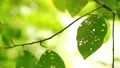 The lighted up by sunshine reflection leaves HD Footage