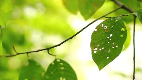 The lighted up by sunshine reflection leaves Stock Footage 8996293