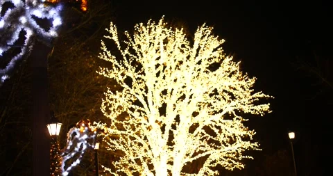 Lighted Tree in Night Park Stock Footage 262292444