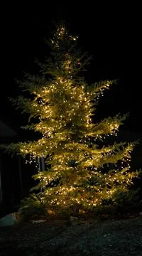 Lighted Tree 库存照片