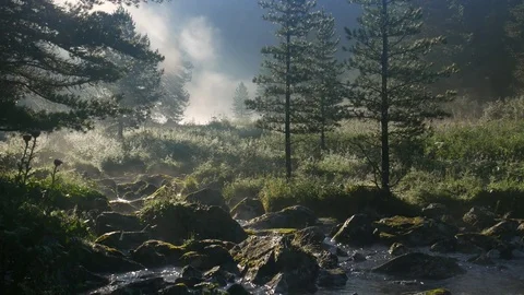 Lighten mist is rising from mountain brook. Forest morning. Karakol lakes. 動画素材 84570031