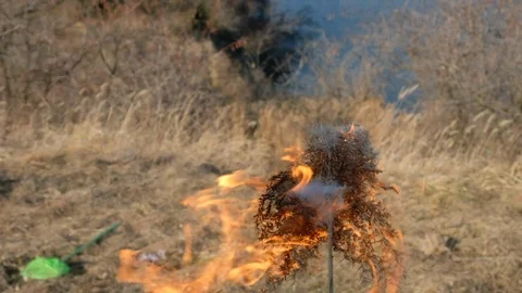 Lighter burned grass. Lighter burned reeds. Grass is burning Stock Footage 104033503