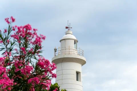 The Lighthouse and The Nerium Oleander Tree Photos