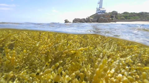 Lighthouse Point Lonsdale 스톡 동영상 47808359