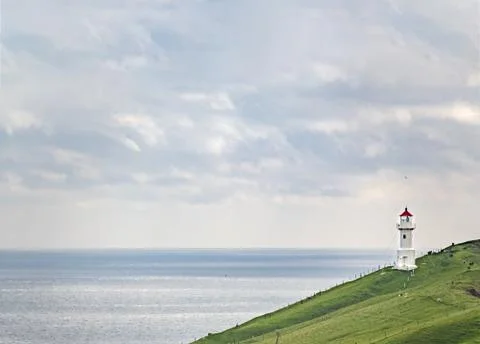 Lighthouse with red cap overt the hillside with sheep 스톡 사진
