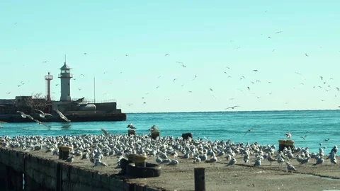 Lighthouse, sea pier and a flock of seagulls. A seagulls flies over a lighthouse Stock Footage 128425852