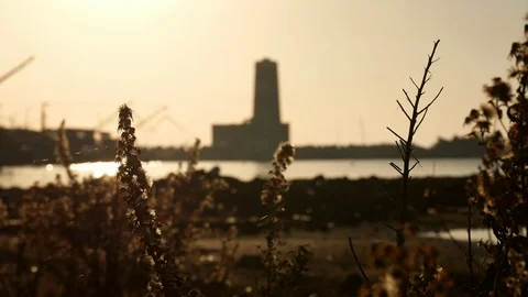 Lighthouse at sunset with plants in foreground, change of focus Stock Footage 98252986