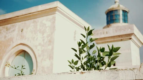 Lighthouse trees Stock Footage 88556662