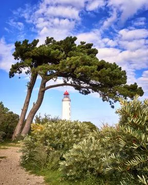 Lighthouse under tree on the island Hiddensee in the Baltic Sea, Germany Stock Photos