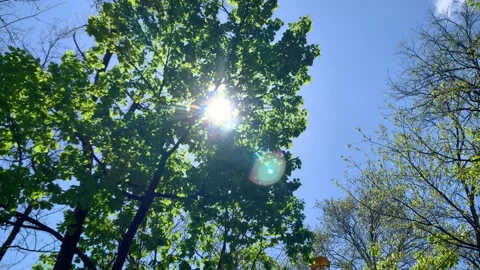 Lighting bitween trees Video stock 152242234