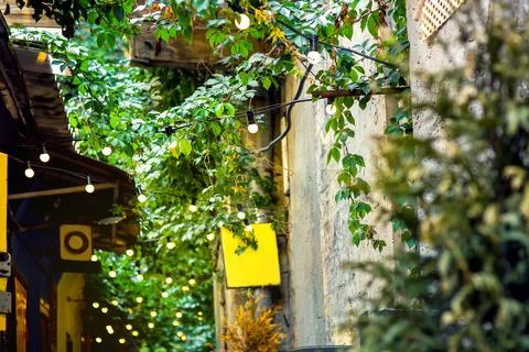 Lighting bulb on a string of wire in the leaves of a plant. Stock Photos