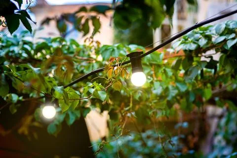 Lighting bulb on a string of wire in the leaves of a plant in the backyard. Stock Photos