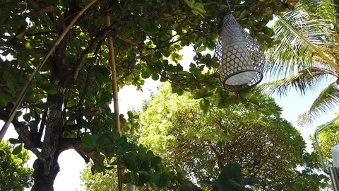 The lighting lantern has a beautiful lampshade and hangs on a tree Vidéo 108720257